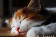 娱乐吃瓜酱猫咪头套,揭秘“吃瓜酱”猫咪的趣味生活