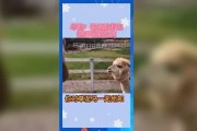 娱乐吃瓜呱,揭秘“吃瓜呱”背后的故事
